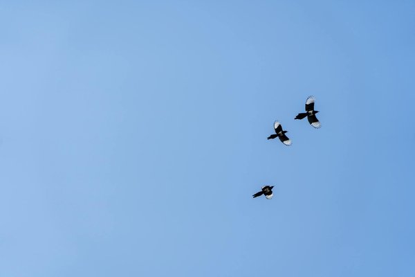 Le rôle de l'alimentation dans la prévention de l'obésité